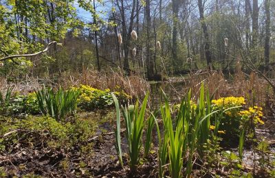 Historický park na predaj Dębe Wielkie, Ruda, województwo mazowieckie, Obrázok 6/24