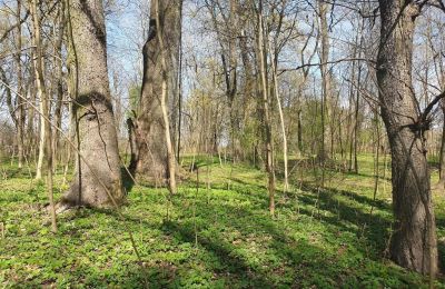 Historický park na predaj Dębe Wielkie, Ruda, województwo mazowieckie:  