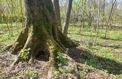 Historický park na predaj Dębe Wielkie, Ruda, województwo mazowieckie:  