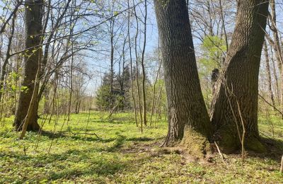 Historický park na predaj Dębe Wielkie, Ruda, województwo mazowieckie, Obrázok 19/24