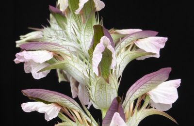 Slot til salg 91792 Ellingen, An der Vogtei 2, Bayern, Akanthus