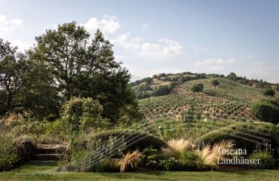 Vidiecky dom na predaj Manciano, Toscana:  RIF 3084 Blick auf Olivenhain