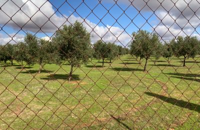 Vidiecky dom na predaj Almagro, Almagro, Castilla-La Mancha, Nehnuteľnosť