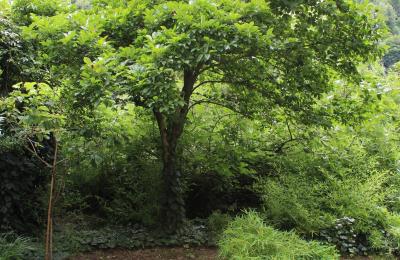 Historická vila na predaj Faido, Ticino, Obrázok 29/44