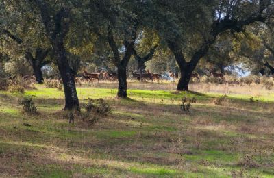 Hrad na predaj San Vicente de Alcántara, Extremadura, Obrázok 35/36