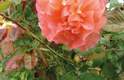 Borg til salg Mecklenburg-Vorpommern, Billede 82/96