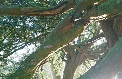 Borg til salg Mecklenburg-Vorpommern, Billede 59/96