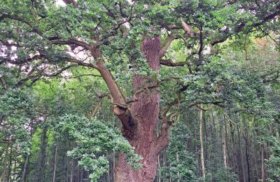 Borg til salg Mecklenburg-Vorpommern, Billede 67/96