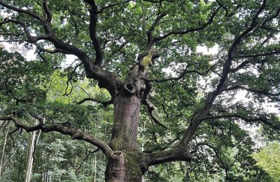 Borg til salg Mecklenburg-Vorpommern, Billede 8/96