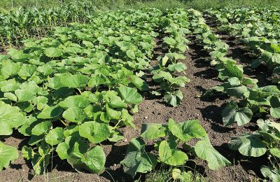 Borg til salg Mecklenburg-Vorpommern, Billede 61/96