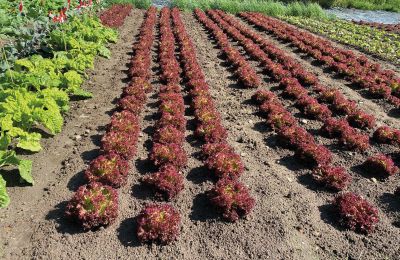 Borg til salg Mecklenburg-Vorpommern, Billede 60/96