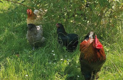 Borg til salg Mecklenburg-Vorpommern, Billede 74/96