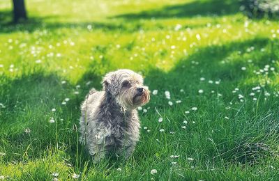 Borg til salg Mecklenburg-Vorpommern, Billede 76/96