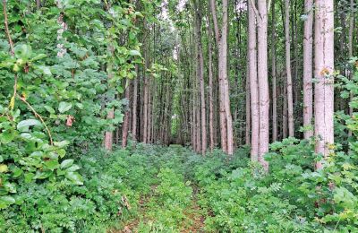 Borg til salg Mecklenburg-Vorpommern, Billede 66/96