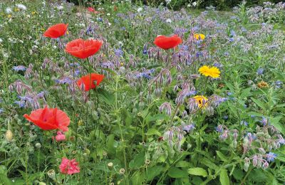 Borg til salg Mecklenburg-Vorpommern, Billede 65/96