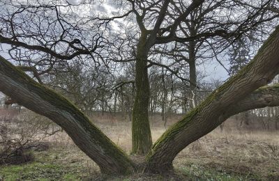 Kaštieľ na predaj Bolkowice, Dwór w Bolkowicach, województwo zachodniopomorskie, Zámocký park