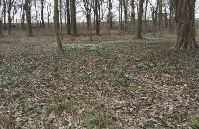 Kaštieľ na predaj Bolkowice, Dwór w Bolkowicach, województwo zachodniopomorskie, Nehnuteľnosť