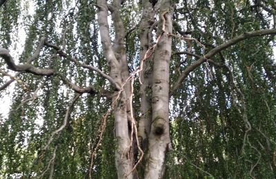 Zámok na predaj Kostrzyna, Kostrzyna 38, województwo dolnośląskie, Obrázok 13/19