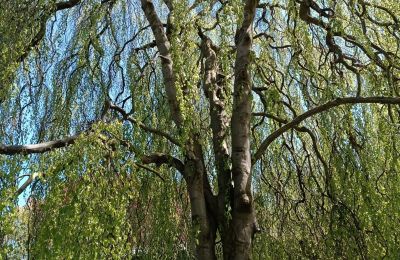 Zámok na predaj Kostrzyna, Kostrzyna 38, województwo dolnośląskie, Obrázok 14/19