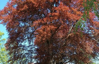 Zámok na predaj Kostrzyna, Kostrzyna 38, województwo dolnośląskie, Obrázok 15/19